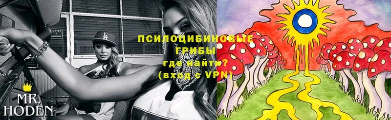 как найти наркотики  Анжеро-Судженск  Псилоцибиновые грибы Psilocybe 